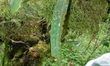 Pleopeltis complanata