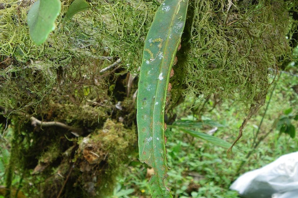 Pleopeltis complanata