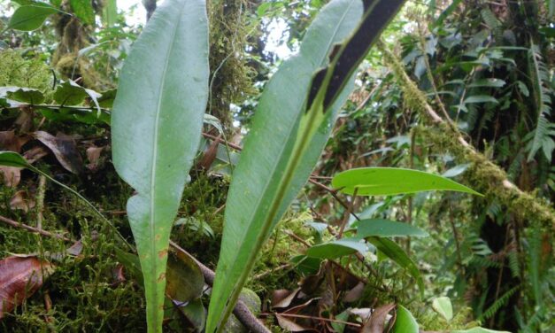 Elaphoglossum longicrure