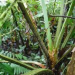 Cyathea mucilagina