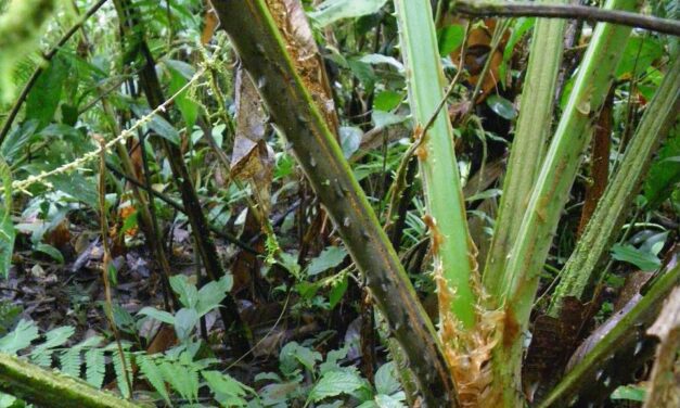 Cyathea mucilagina