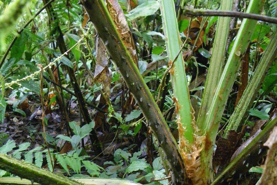 Cyathea mucilagina