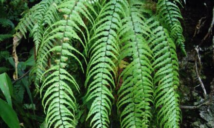 Asplenium dissectum