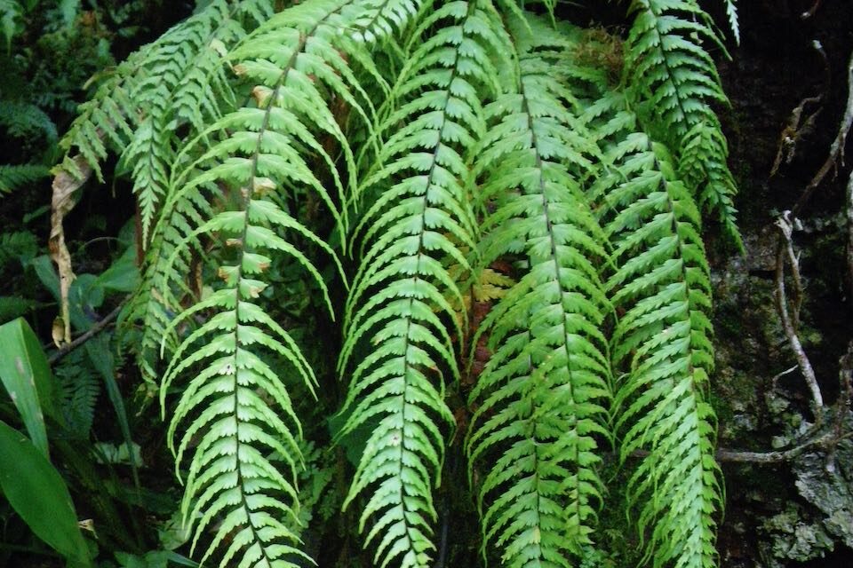 Asplenium dissectum