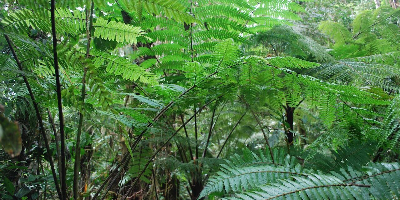 Cyathea pinnula