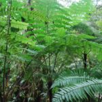 Cyathea pinnula