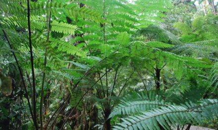 Cyathea pinnula