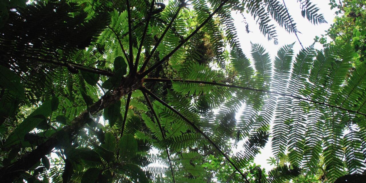 Cyathea delgadii