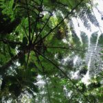 Cyathea delgadii