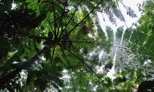 Cyathea delgadii