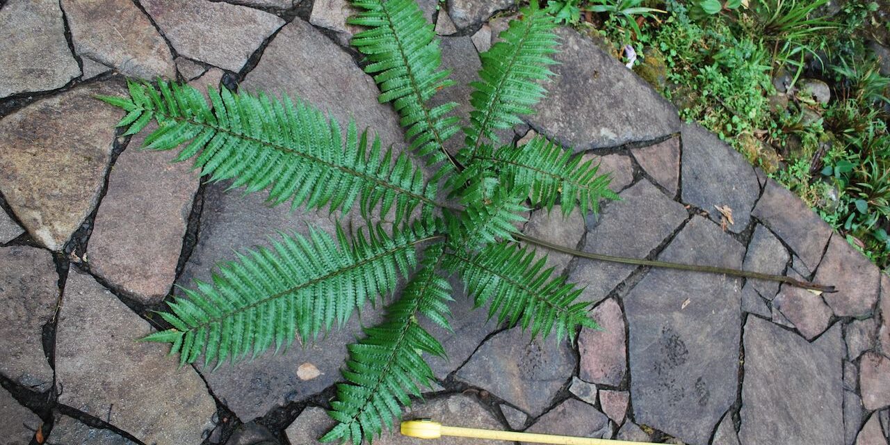 Pteris podophylla