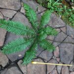 Pteris podophylla