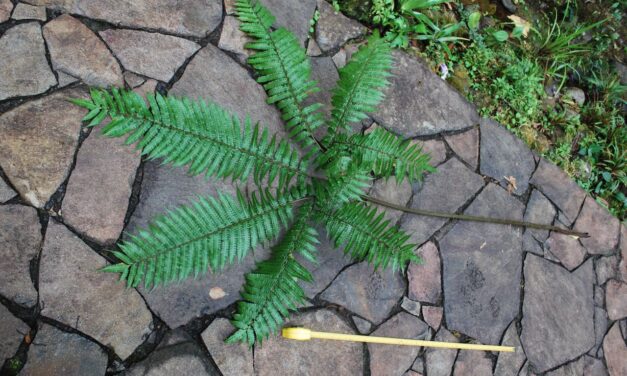 Pteris podophylla