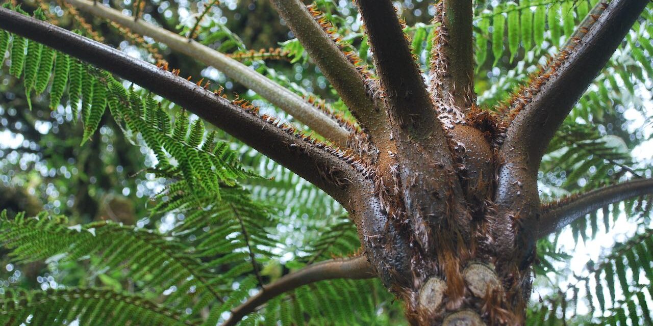 Cyathea delgadii