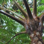 Cyathea delgadii