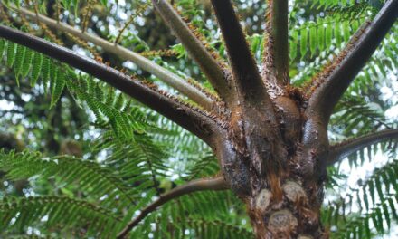 Cyathea delgadii