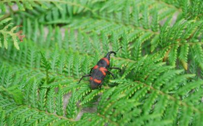 Lophosoria quadripinnata