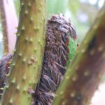 Cyathea bicrenata