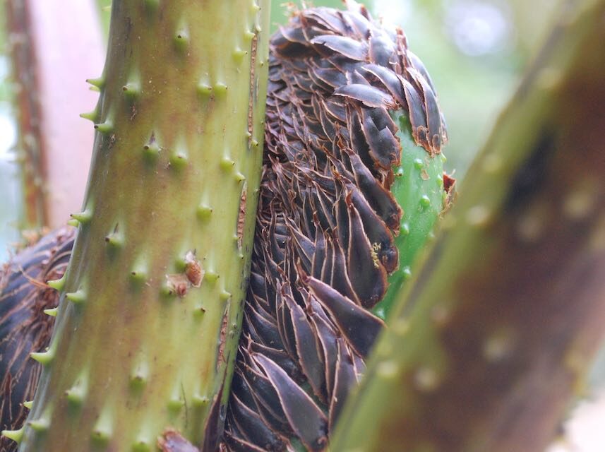 Cyathea bicrenata