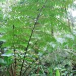 Dicksonia sellowiana