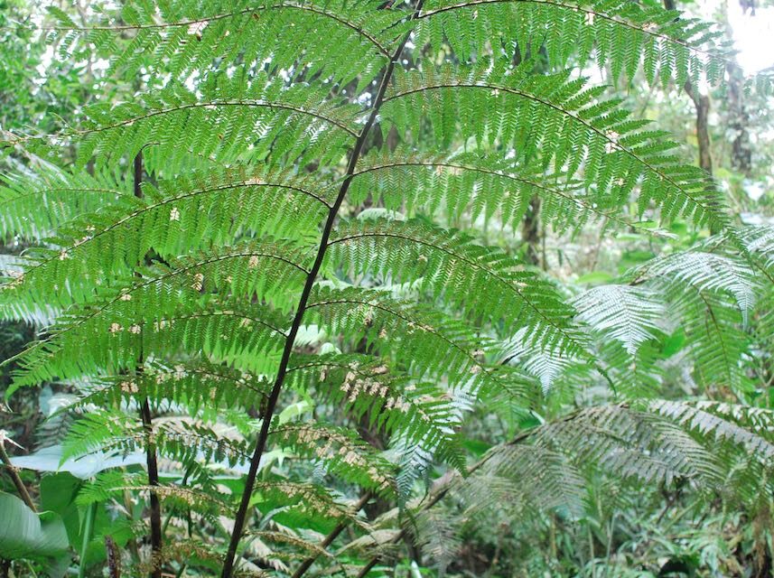 Dicksonia sellowiana