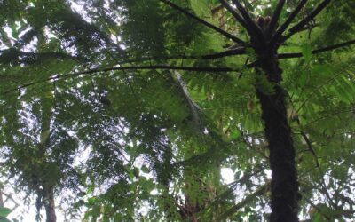 Alsophila polystichoides