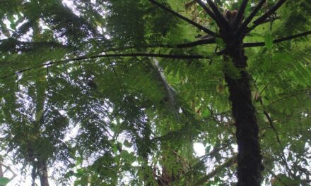 Alsophila polystichoides