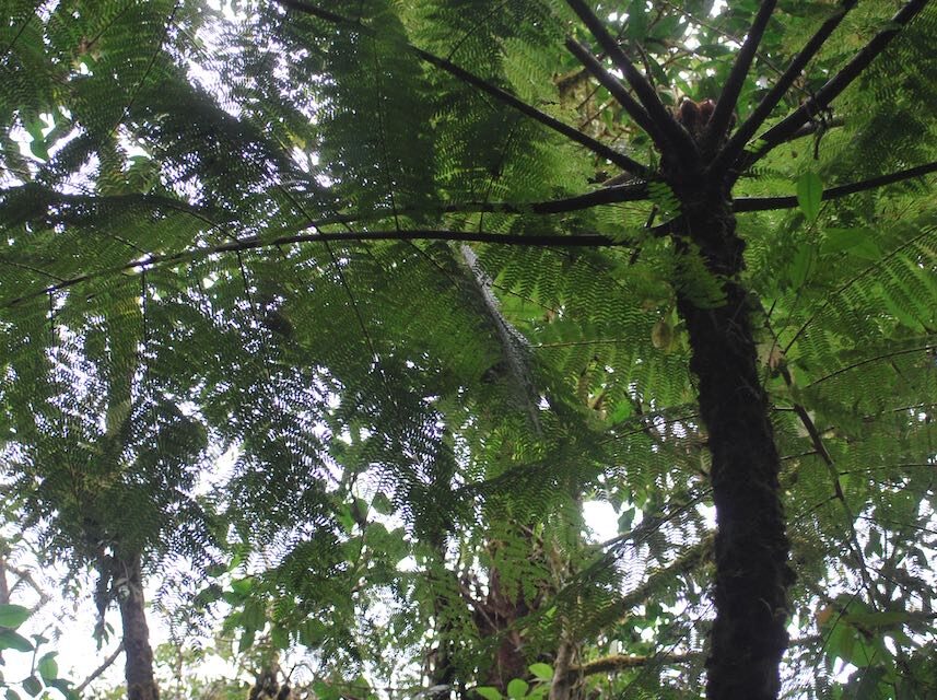 Alsophila polystichoides