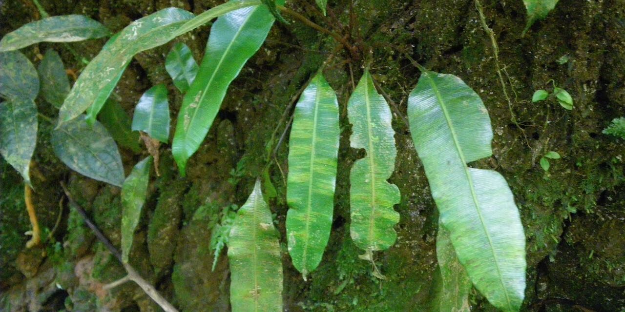 Danaea carillensis