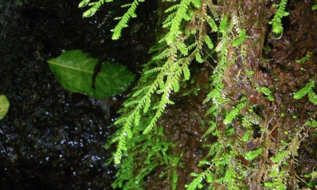 Selaginella porphyrospora