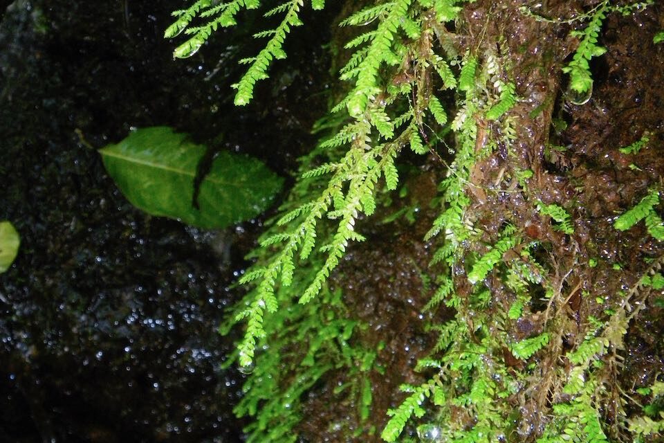 Selaginella porphyrospora