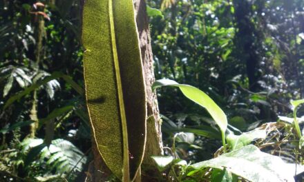 Elaphoglossum phoras