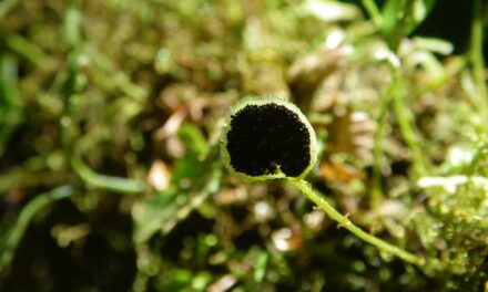 Elaphoglossum peltatum fo. flabellatum