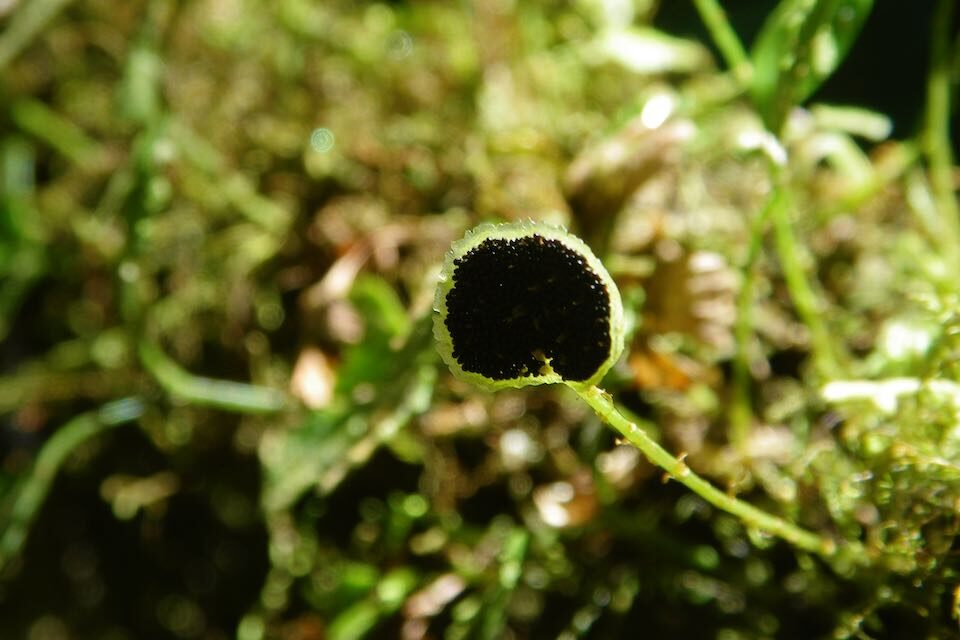 Elaphoglossum peltatum fo. flabellatum