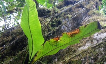 Niphidium crassifolium