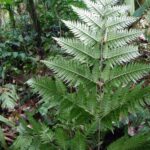 Pteris altissima