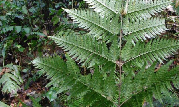 Pteris altissima