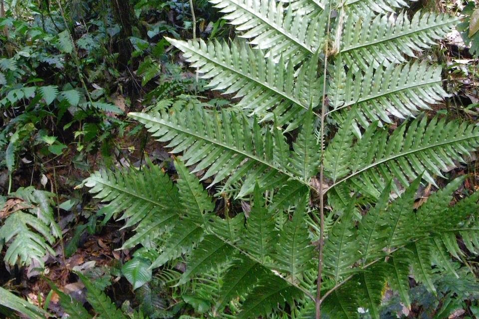 Pteris altissima