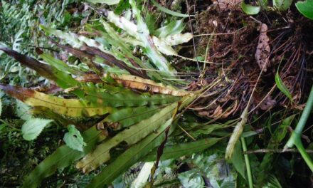 Elaphoglossum ciliatum