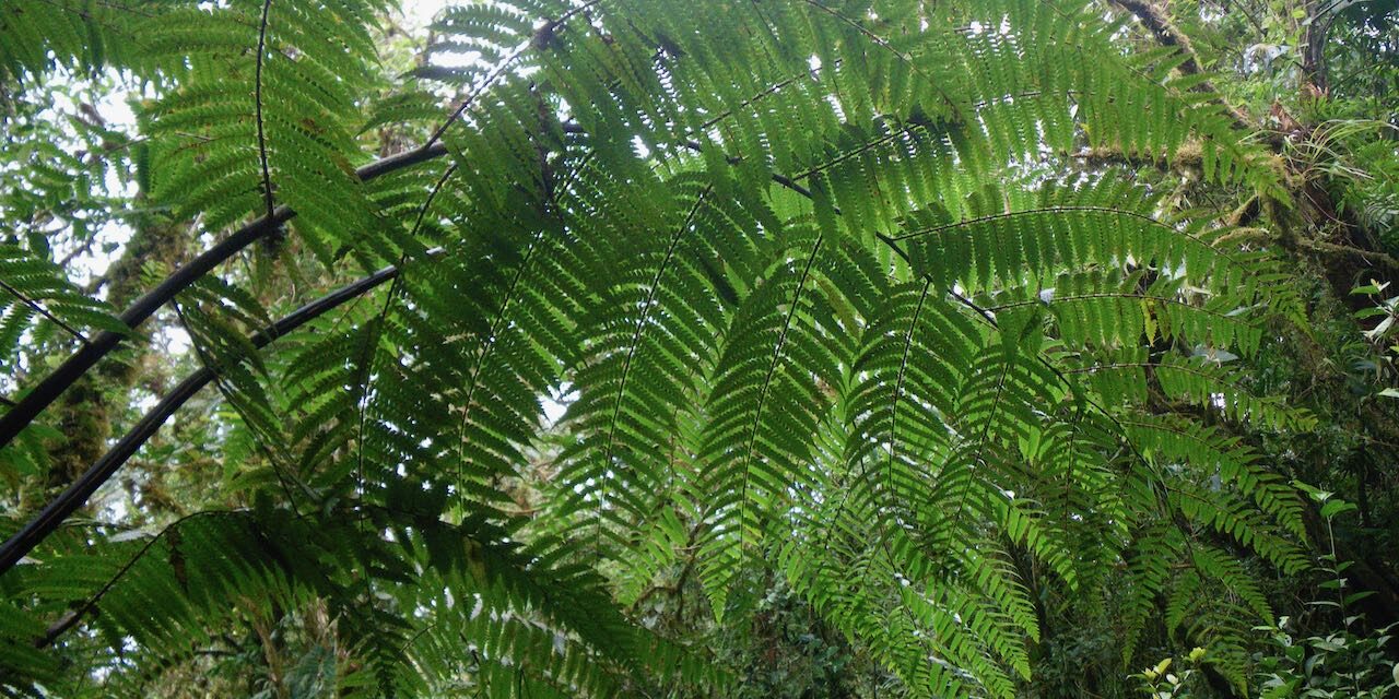 Cyathea nigripes