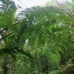 Cyathea nigripes