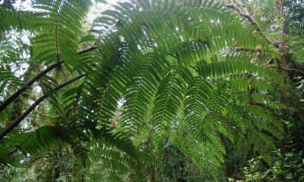 Cyathea nigripes