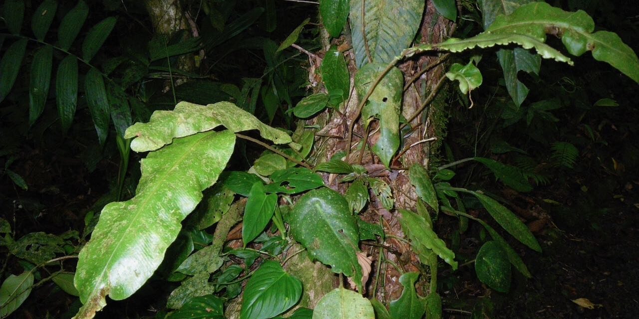 Elaphoglossum phoras