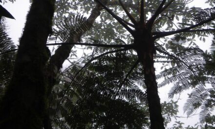 Cyathea delgadii