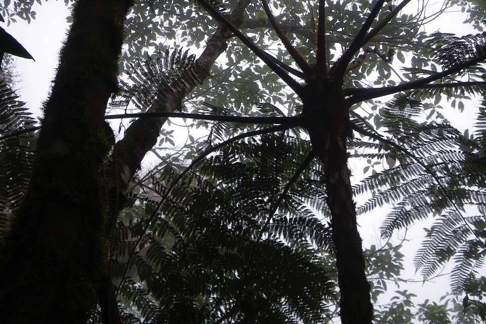 Cyathea delgadii