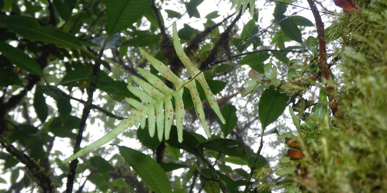 Ceradenia kalbreyeri