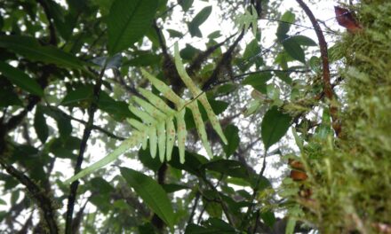 Ceradenia kalbreyeri