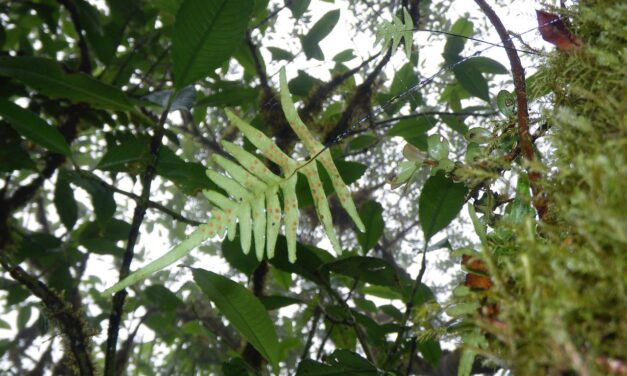 Ceradenia kalbreyeri