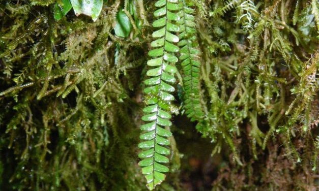 Moranopteris taenifolia