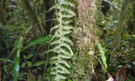 Hymenophyllum sieberi